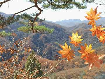 2004新澳门天天开好彩大全正版,探索澳门彩票，2004新澳门天天开好彩大全正版的历史与魅力